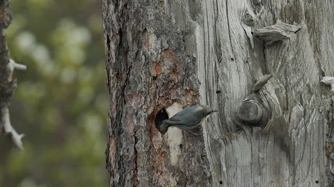 Nuthatch, Pygmy exits nest hole cavity in Ponderosa Pine, 4k, slomo Video stock 221514903