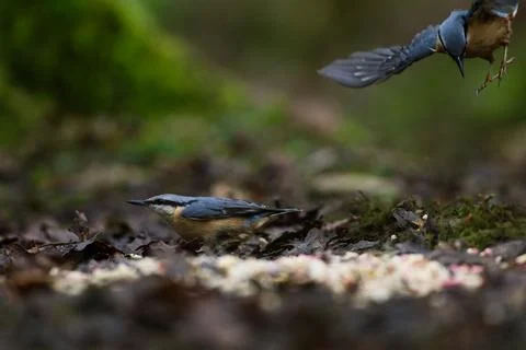 Nuthatch running on ground Stock Photos