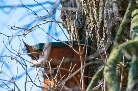 A nuthatch  runs down a tree to a bird house with a blue background Stock Photos