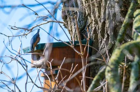 A nuthatch  runs down a tree to a bird house with a blue background Stock Photos