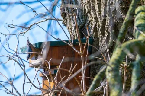A nuthatch  runs down a tree to a bird house with a blue background Stockfoto's
