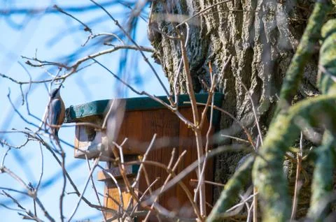 A nuthatch  runs down a tree to a bird house with a blue background Stock-Fotos