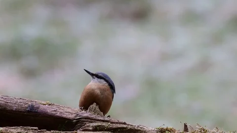Nuthatch search feed Stock Footage 91858188