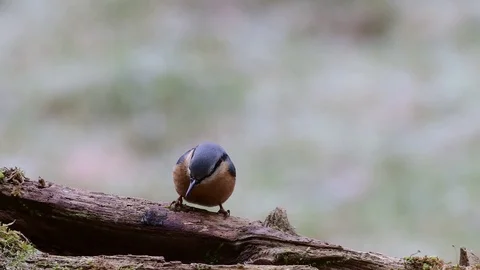 Nuthatch search feed Stock Footage 92902259