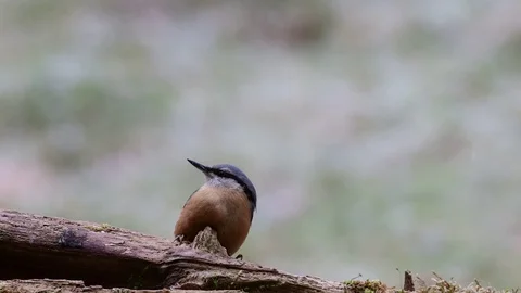 Nuthatch search feed, winter Stock Footage 92897681