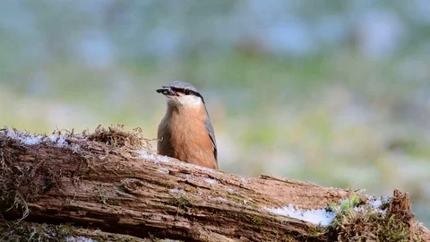 Nuthatch search feed, winter Stock Footage 93178423