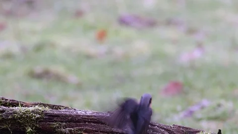Nuthatch search feed on the wood, winter Stock Footage 104548778