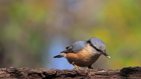 Nuthatch searches for seeds on tree bark, slow motion Stock Footage 284716229