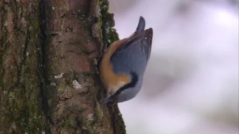 Nuthatch searching for food beneath tree bark during gentle snowfall in winter w Stock Footage 323451229