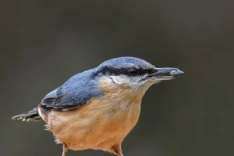 Nuthatch with seed Stock Photos