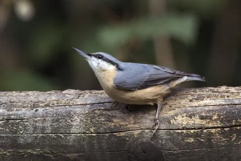 Nuthatch side view Foto stock