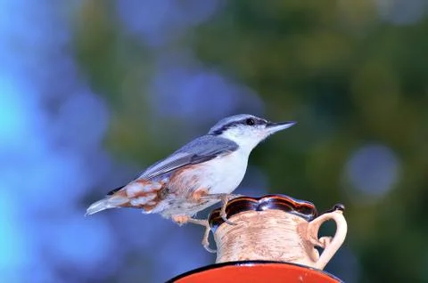 Nuthatch sits on a coffee Cup. Close-up, beautiful bokeh. Stock Photos