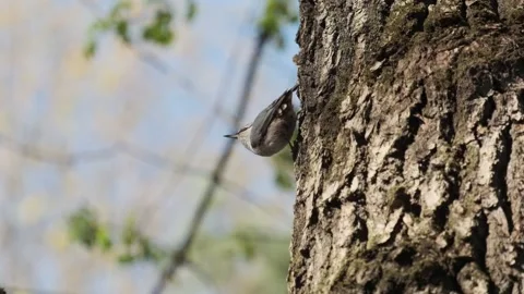 Nuthatch sits on a tree and flies away Stock Footage 151822887