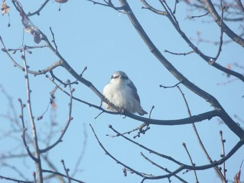 A Nuthatch Sits On A Tree Branch Stock Photos