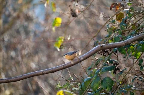 A nuthatch  sits in a tree Stock Photos