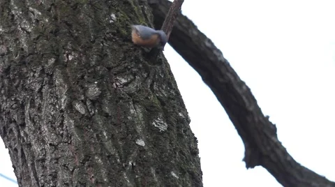 Nuthatch sits on a twig and looks around - Eurasian nuthatch - Sitta europaea 1a Stock Footage 59757158