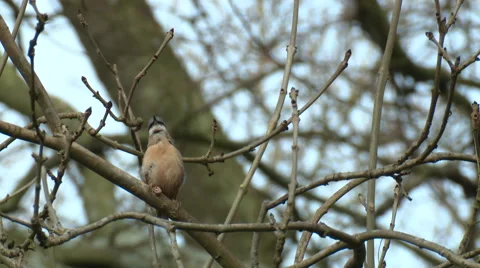 Nuthatch (Sitta europaea) calling Stock Footage 47857879