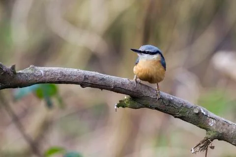 Nuthatch  (Sitta europaea) Stock Photos