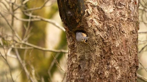 Nuthatch Sitta europaea using beak to consolidate the mud wall Stock Footage 82654610