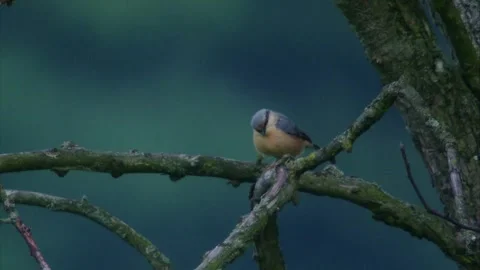 Nuthatch sitting on a branch Stock Footage 312033312