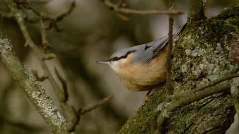 Nuthatch sitting on a branch in peace Stock Footage 207675745