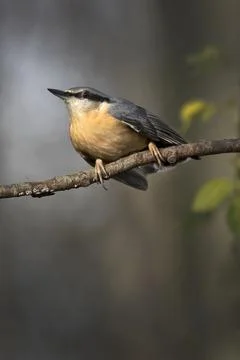 Nuthatch sitting on a branch Foto stock