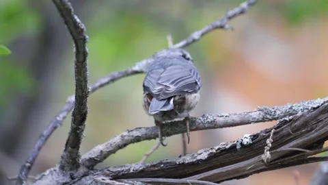 A nuthatch  sitting on a stump, close-up Stock Footage 316063433