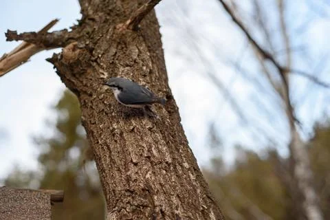 Nuthatch sitting on a tree at autumn Stock Photos