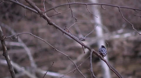 Nuthatch sitting on tree branch Stock Footage 59170118