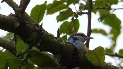 Nuthatch Sitting on a Tree Branch, Looking Around, Low Angle View Stock Footage 212380058