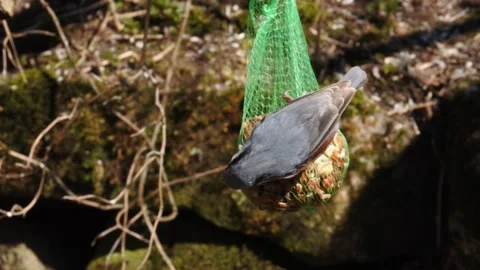 Nuthatch in slow motion on a bag of peanuts Stock Footage 153878105