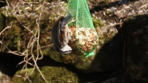 Nuthatch in slow motion on a bag of peanuts Stock Footage 153878107