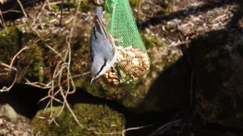 Nuthatch in slow motion on a bag of peanuts Stock Footage 153878108