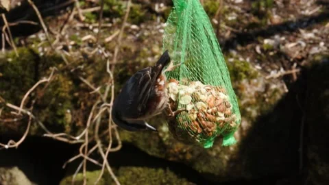 Nuthatch in slow motion on a bag of peanuts Stock Footage 153878109