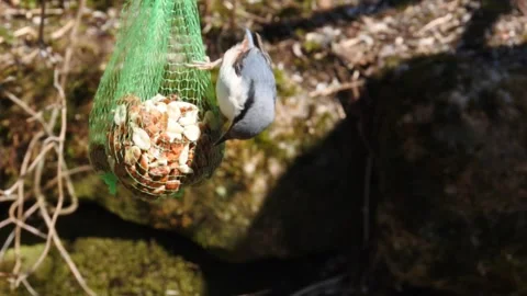 Nuthatch in slow motion on a bag of peanuts Stock Footage 153878110