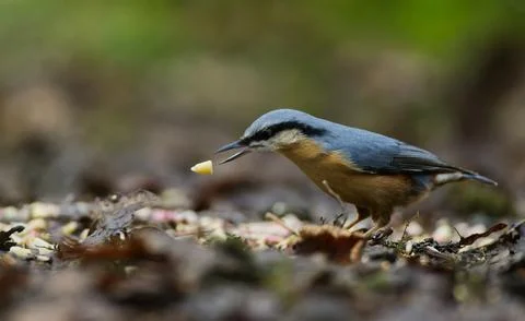 Nuthatch spitting nut on ground Stock Photos
