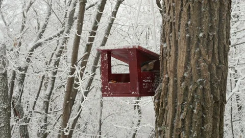 Nuthatch takes a grain from the feeder and flies away Stock Footage 147670636
