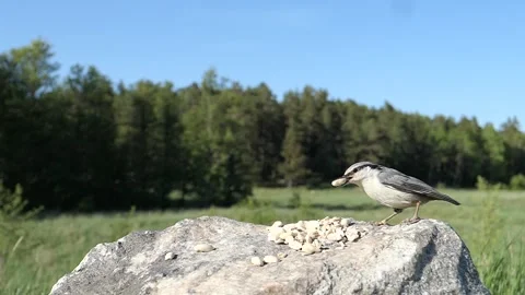 Nuthatch takes a nut then flies away. Video stock 256150978