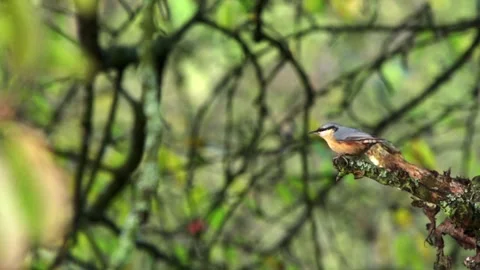 Nuthatch taking off from branch in slow motion Stock Footage 323451116