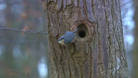 Nuthatch at a tree hollow in the forest in spring Stock Footage 268015411