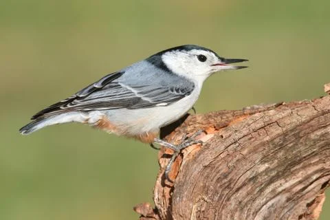 Nuthatch on a tree Stock Photos