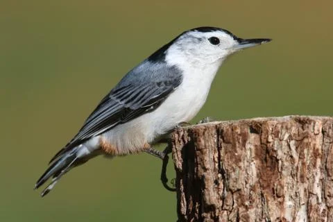 Nuthatch on a tree Stock Photos