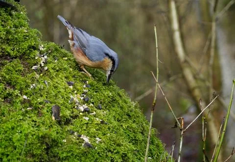 Nuthatch on a tree Stock Photos