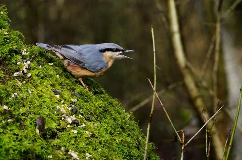Nuthatch on a tree Stock Photos