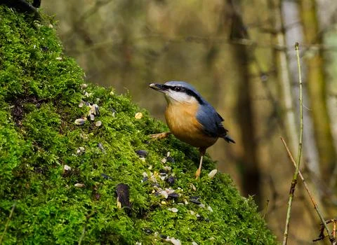 Nuthatch on a tree Stock Photos