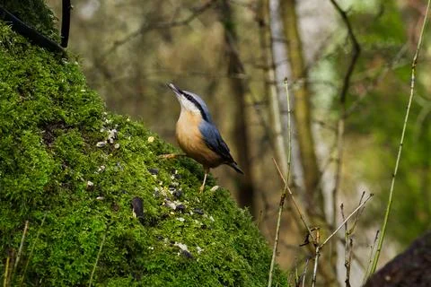 Nuthatch on a tree Stock Photos
