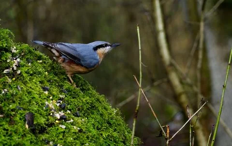 Nuthatch on a tree Stock Photos