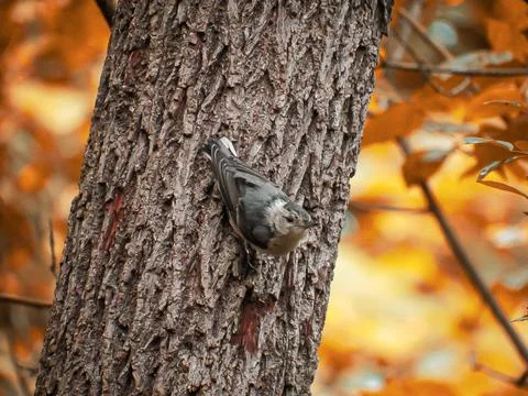 Nuthatch on a Tree Stock Photos