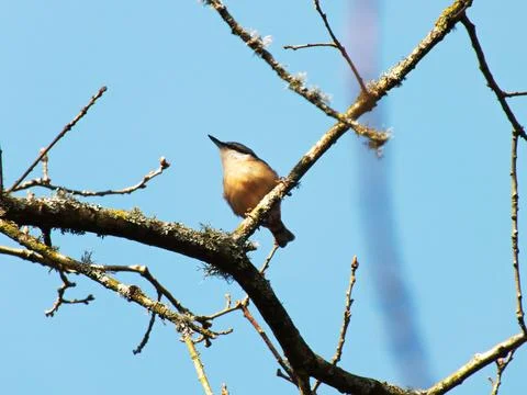 Nuthatch in a Tree Stock-Fotos