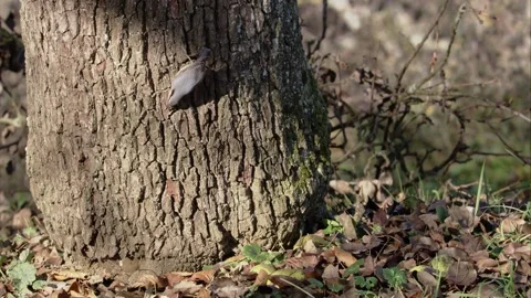 Nuthatch on a tree trunk Stock Footage 207682748